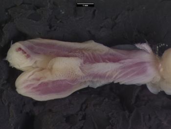 Media type: image;   Herpetology R-123064 Aspect: assulcate